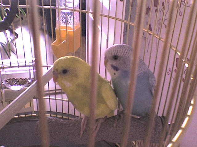 Lola(sinine)&Pipo(kollane)