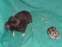 Kääbushamster ja Süüria hamster ( mõlemad täiskasvanuna)