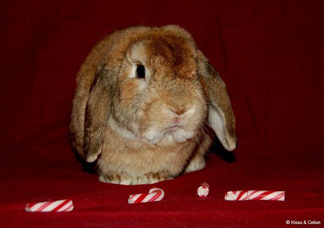 Jõulutervitused Põnn the distructo-bunnylt!